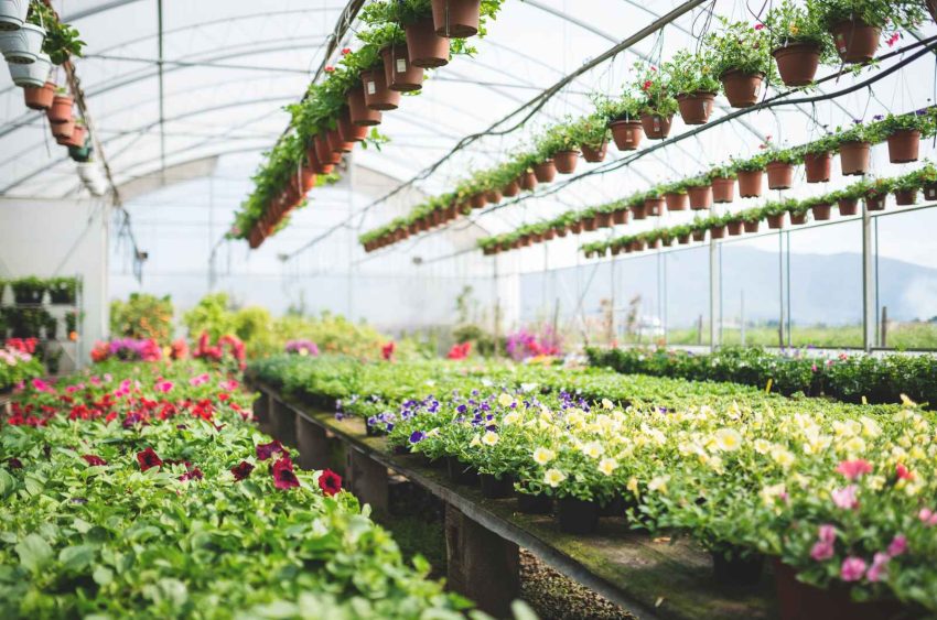 plant phenotyping